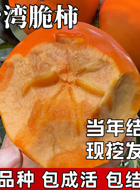 台湾脆柿树苗包成活当年结果