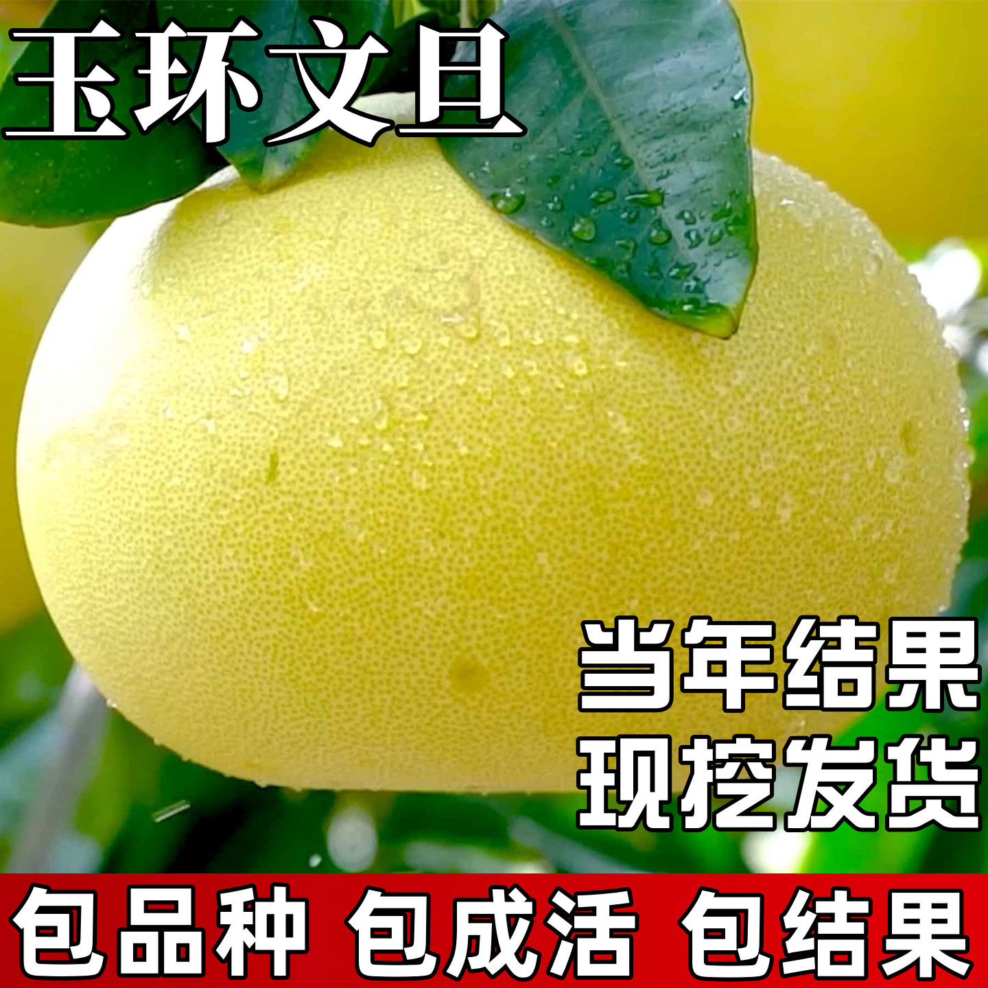 玉环文旦树苗南北方种植庭院观赏耐寒柚子树蜜柚盆栽嫁接当年结果,鲜花速递/花卉仿真/绿植园艺,果树,淘宝优惠券,粉丝福利购,淘宝优惠卷