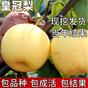 皇冠梨苗南北方种植耐寒大树梨树果苗活苗盆栽嫁接早熟当年结果