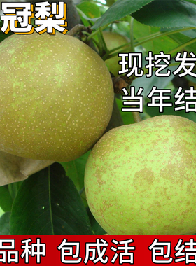 翠冠梨树果苗南北方种植早熟大树活苗盆栽嫁接特大果树苗当年结果