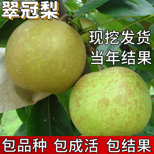翠冠梨树果苗南北方种植早熟大树活苗盆栽嫁接特大果树苗当年结果