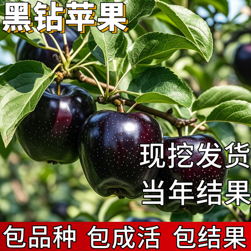 黑钻苹果树苗包成活当年结果