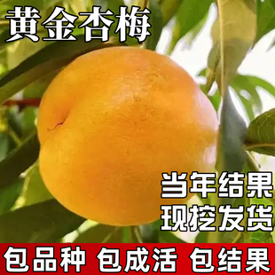 黄金甜杏梅树果苗南北方庭院耐寒特大号果树盆栽嫁接晚熟当年结果