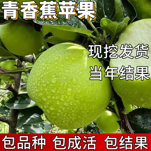 青香蕉苹果苗包成活当年结果