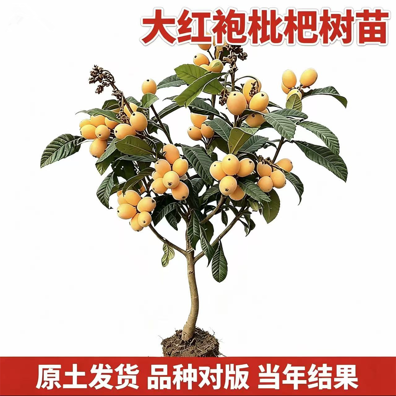 大红袍枇杷树果苗【带土带叶】图片