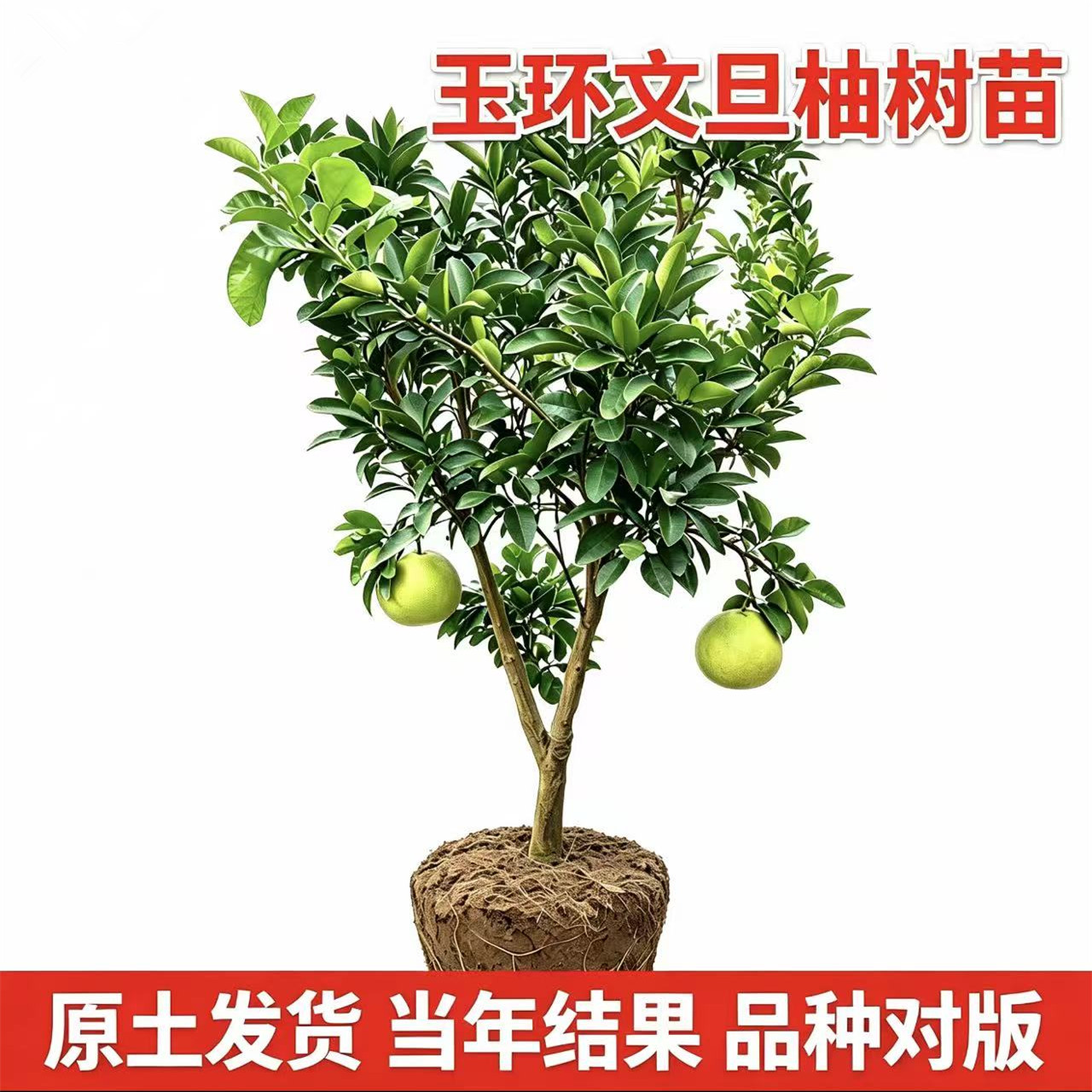浙江玉环文旦柚树苗【带土球】图片