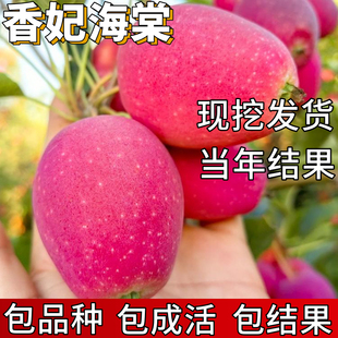 香妃海棠树苗小苹果南北方耐寒冰糖心鸡心果盆栽嫁接果树当年结果
