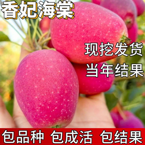 香妃海棠树苗包成活当年结果