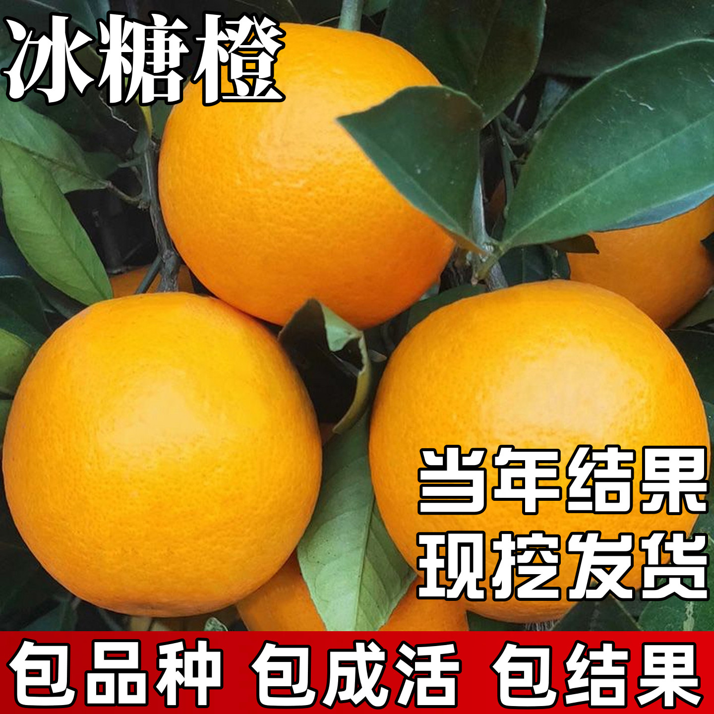 冰糖橙苗南方种植庭院耐寒橙子树苗带土盆栽嫁接脐橙大树当年结果