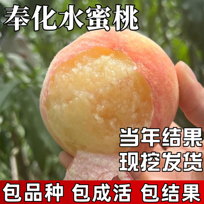 奉化水蜜桃树苗包成活当年结果