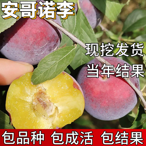 安哥诺李子树苗包成活当年结果