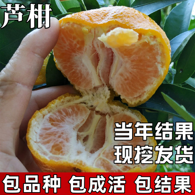 芦柑树苗原土发货当年结果