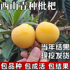 西山青种枇杷苗南北方庭院耐寒大树带土盆栽嫁接枇杷果苗当年结果