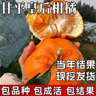 甘平柑橘苗庭院地栽皇后树苗耐寒桔子果苗盆栽嫁接橘子树当年结果