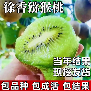 徐香猕猴桃树果苗南北方庭院爬藤耐寒大号奇异果盆栽嫁接当年结果