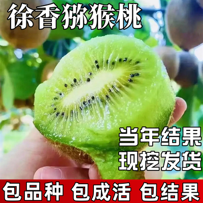 徐香猕猴桃树果苗包成活当年结果