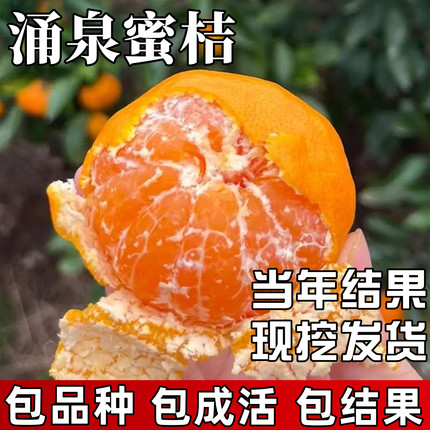 涌泉蜜桔苗庭院地栽耐寒早熟桔子盆栽嫁接蜜橘树果苗带土当年结果