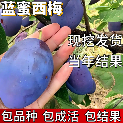 蓝蜜西梅树树苗包成活当年结果