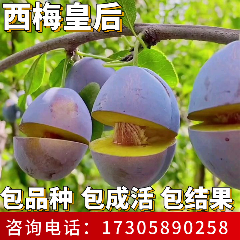 西梅皇后树苗南北方庭院地栽特大果苗盆栽嫁接李子耐寒当年结果