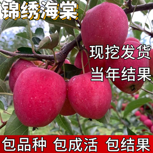 锦绣海棠树苗小苹果南北方庭院耐寒鸡心果盆栽嫁接矮化当年结果