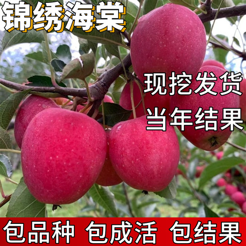 锦绣海棠树苗包成活当年结果