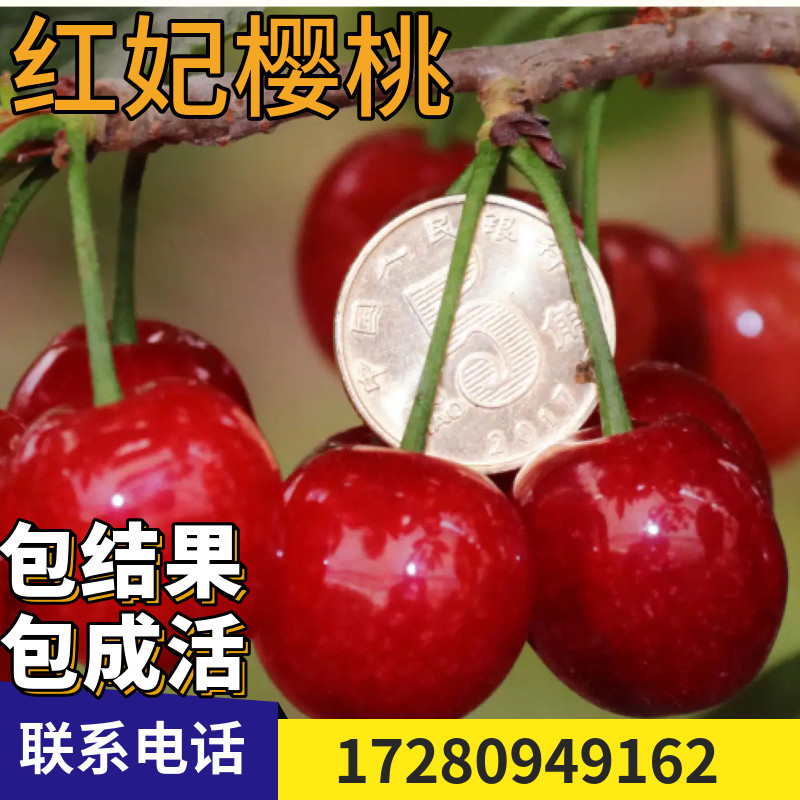 红妃樱桃苗南北方阳台盆栽矮化庭院地栽特大嫁接樱桃树苗当年结果
