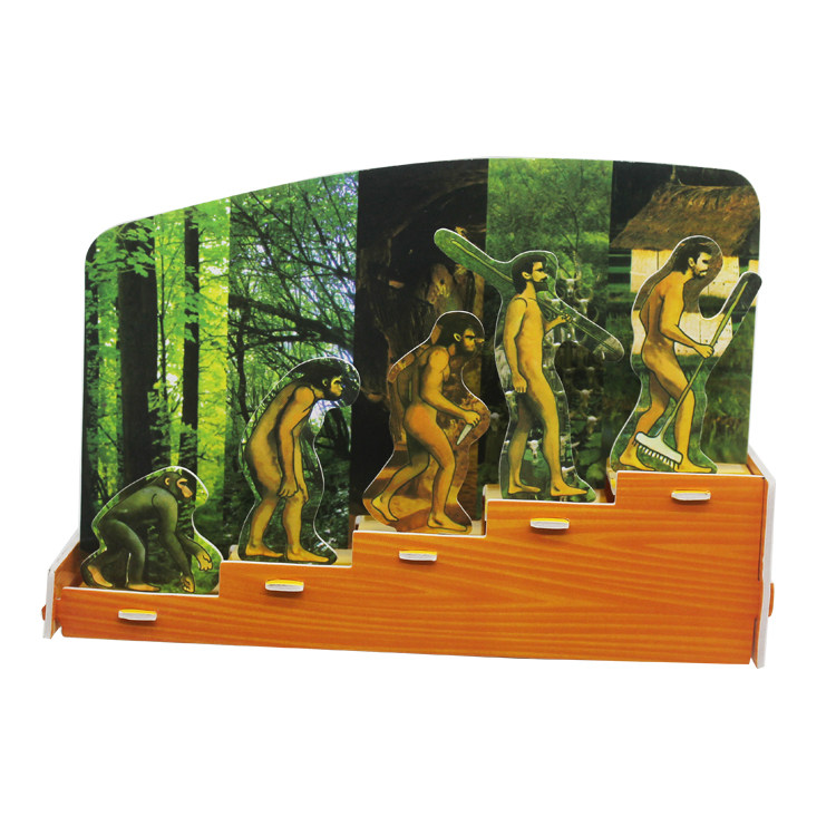 科技小制作 人类起源 人类进化史 生物科学实验 3d创意拼图 实验