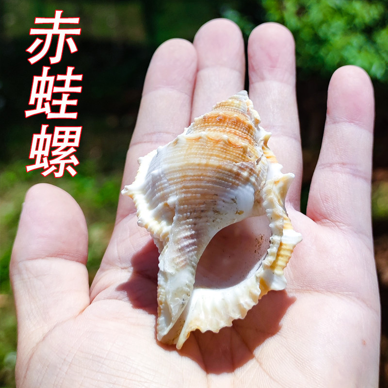 满58包邮天然海螺贝壳赤蛙螺6-8cm地摊热卖鱼缸水族装饰造景
