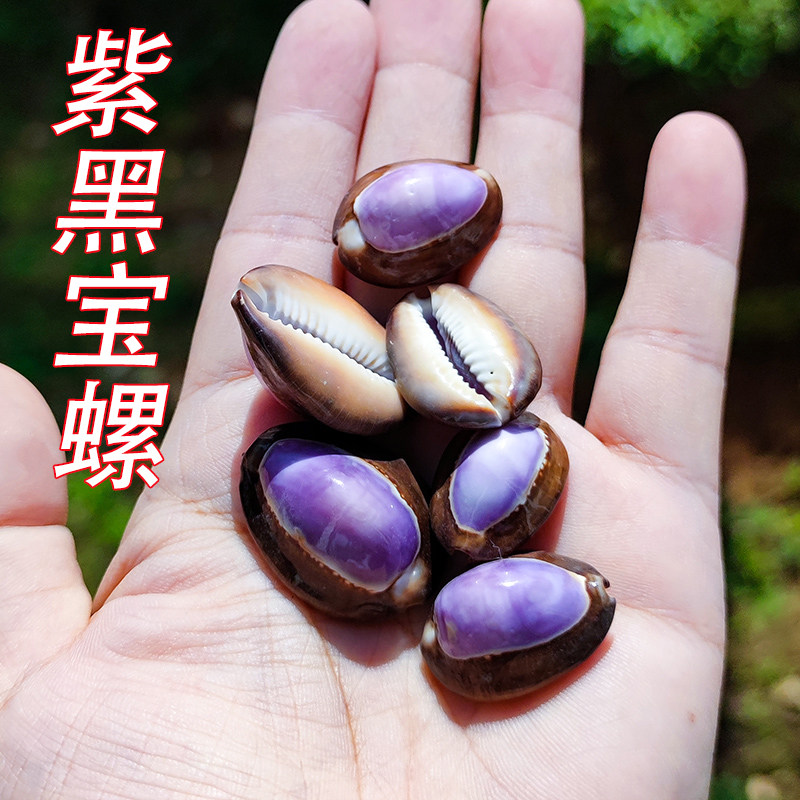 满58包邮海螺贝壳紫黑宝螺2-3cm地中海家居装饰品水族造景礼物