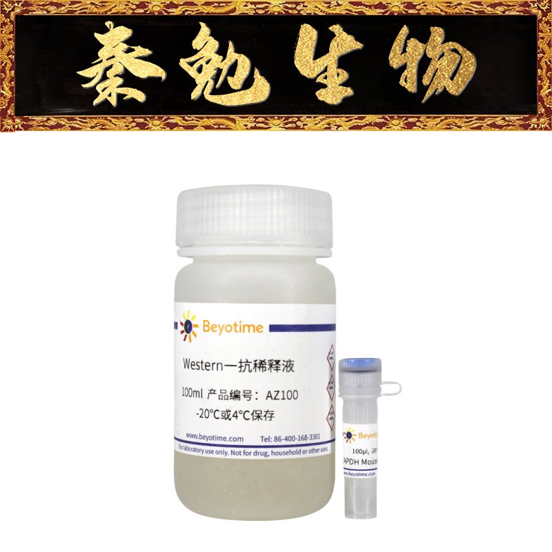 碧云天 货号:af0006 gapdh小鼠单克隆抗体