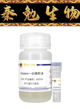 碧云天 AF0081 兔Caspase-3多克隆抗体