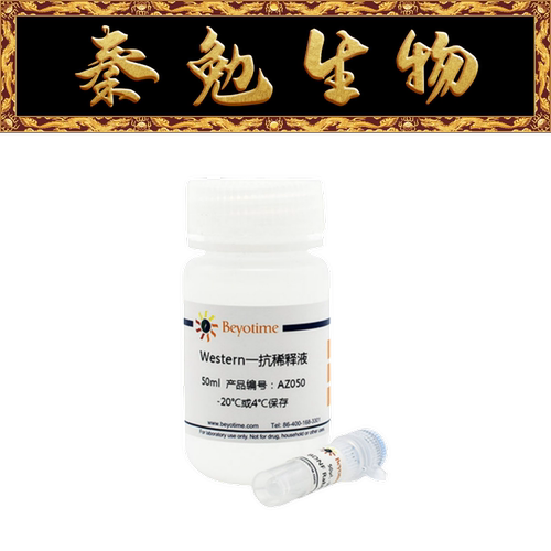 BDNFRabbitMonoclonalAntibody