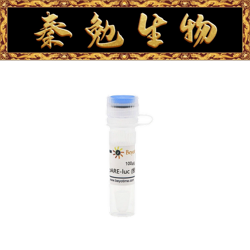 pARE-luc(报告基因质粒)