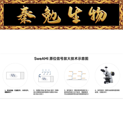 赛维尔植物原位杂交GF011-50T