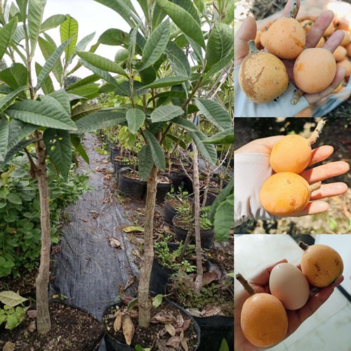 枇杷树苗盆栽地栽南北庭院种植嫁接苗新品种