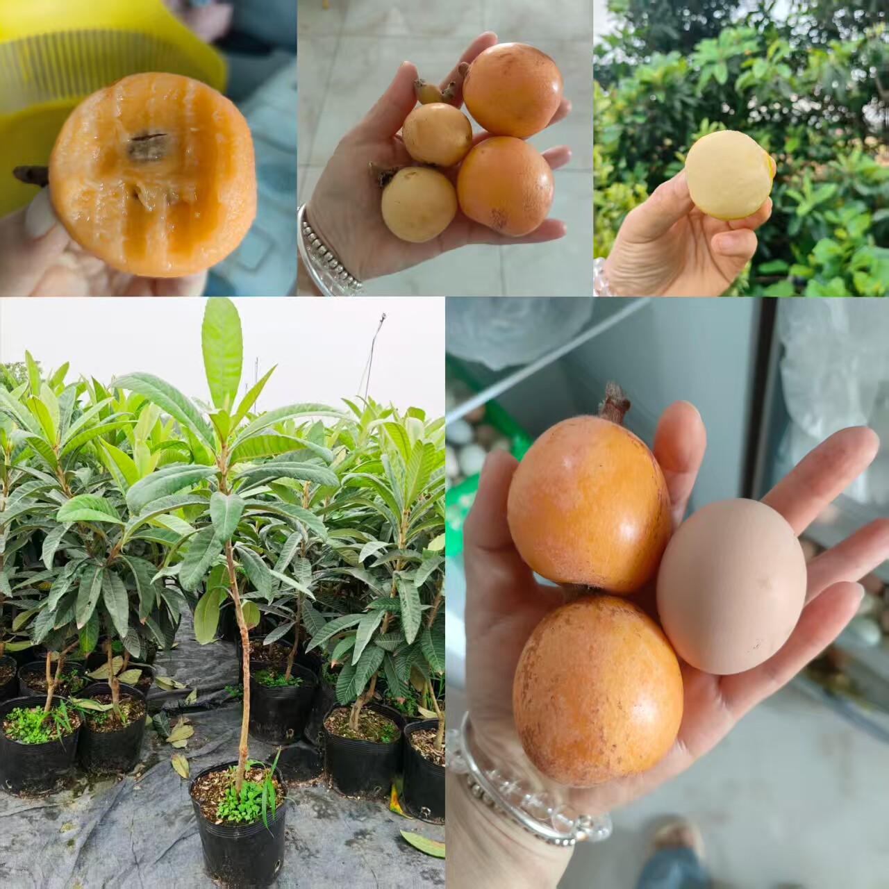 枇杷树苗盆栽地栽南北庭院种植嫁接苗新品种