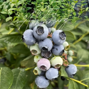 新手推荐 三年苗营养钵发货 南高品种蓝莓苗 蓝莓 南方地区种植