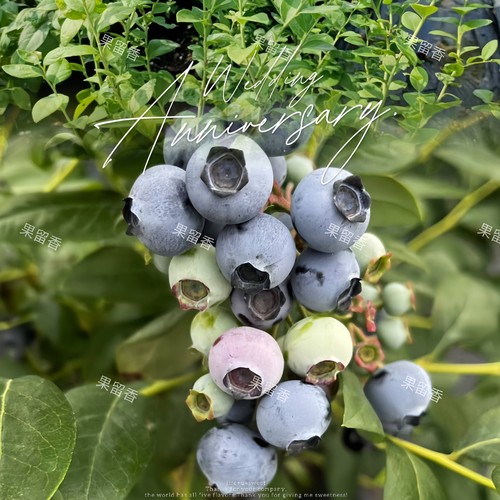 南高蓝莓三年营养钵苗果留香新手