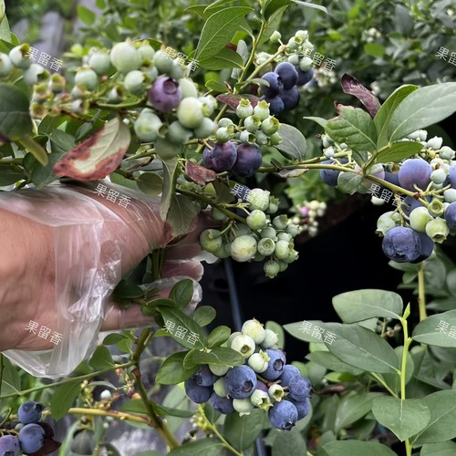 兔眼蓝莓中钵两年不缓苗