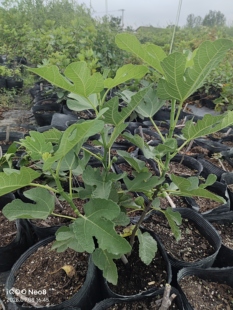 【无花果】无花果树苗青皮格莱斯盆栽地栽营养钵苗