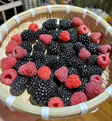 【树莓】钵苗带原土可盆栽地栽庭院种植(红莓，黄莓，黑莓)