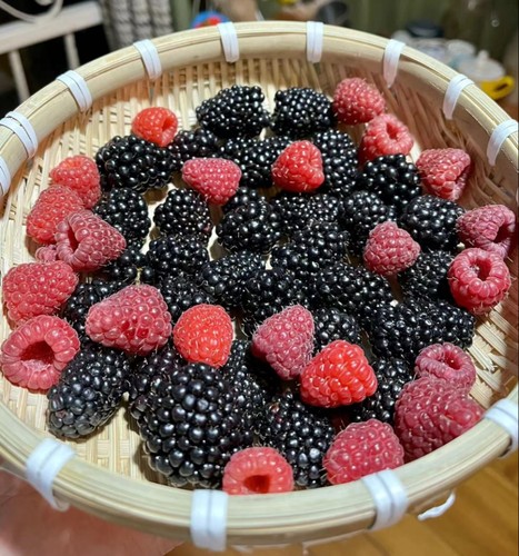 【树莓】钵苗带原土可盆栽地栽庭院种植(红莓，黄莓，黑莓)