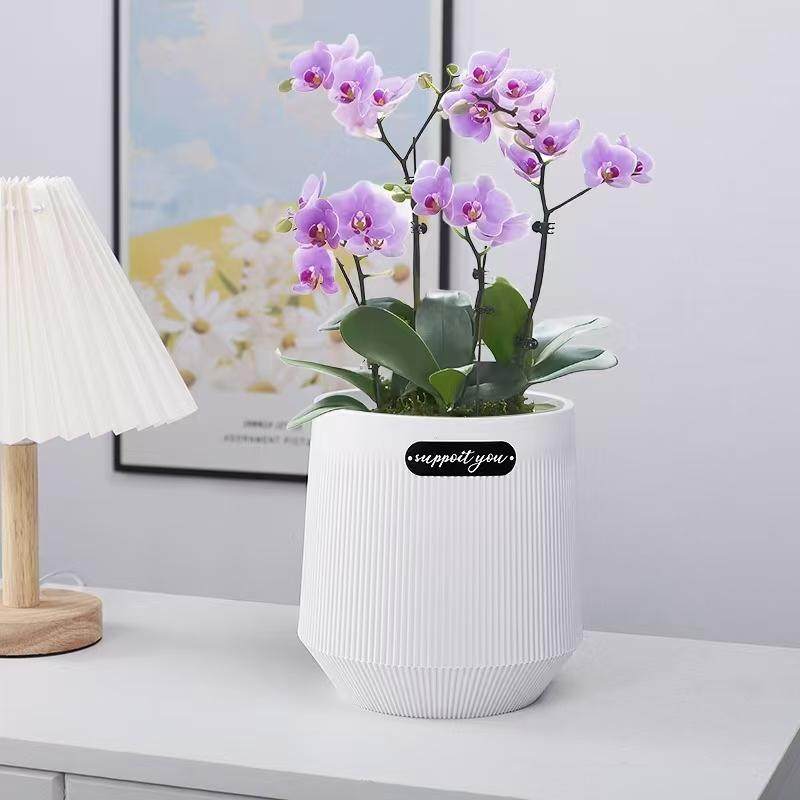 塑料花盆北欧风简约现代客厅阳台绿植花卉盆栽花器天堂鸟大口径盆,鲜花速递/花卉仿真/绿植园艺,花盆,淘宝优惠券,粉丝福利购,淘宝优惠卷