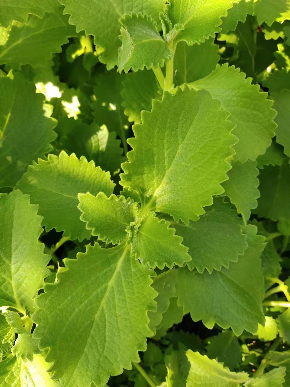 闽南青草药现摘到手香左手香太子香新鲜枝叶盆栽可食用可观赏