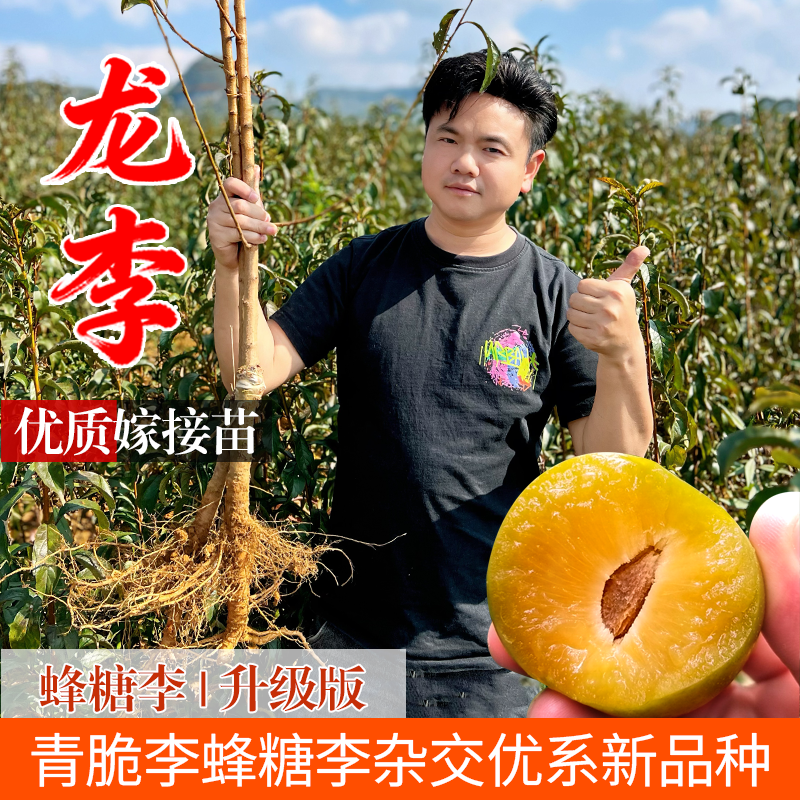 新品种李子树苗龙李苗 丰产蜂糖李优系青脆李嫁接苗 蜂糖李升级版