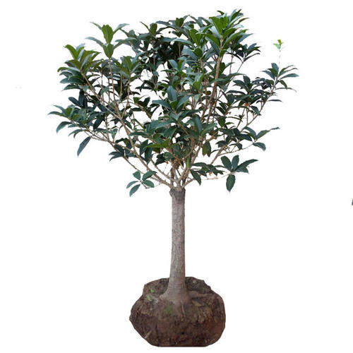 桂花树苗地栽大树八月金桂庭院浓香型盆栽花卉四季桂丹桂当年开花