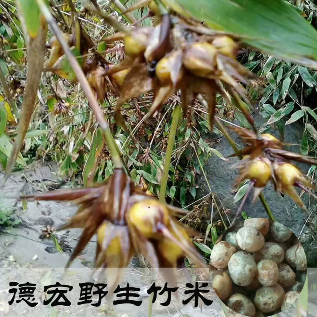 云南德宏大盈江竹米竹果干貨500克包郵