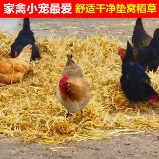 鸡窝稻草漆兔子荷兰猪保暖干宠物食用草天然草垛打草绳宠物垫窝草