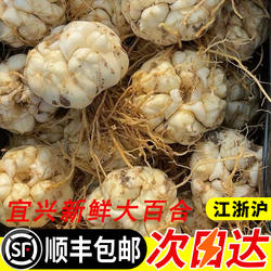 顺丰包邮宜兴百合新鲜现挖微苦农家百合口感粉糯新鲜蔬菜大百合