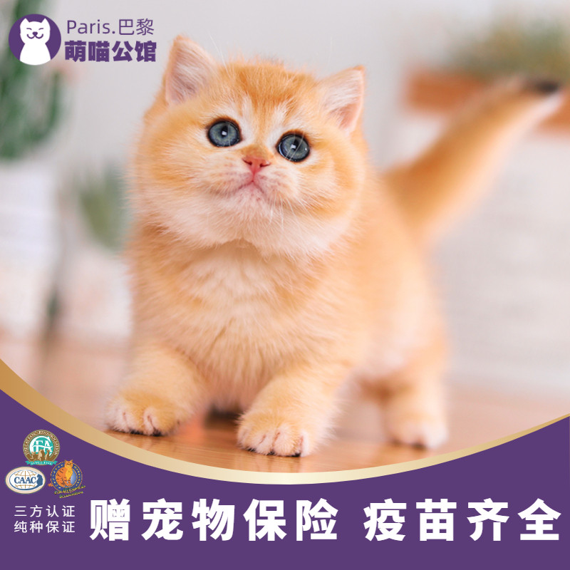 英短金渐层幼猫ny12色纯种活物猫咪幼崽赛级蓝金渐层活体宠物小猫